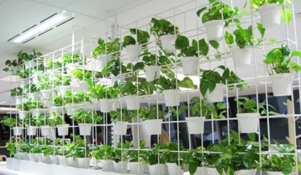 Green Building Council of Australia (GBCA) _ Sydney plant design - Sydney Indoor Plant Hire_P_003