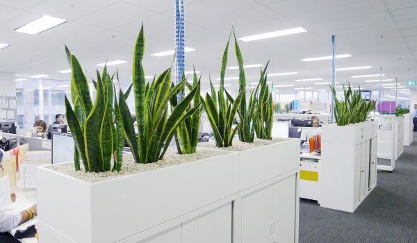 Planter boxes for hire_ Sydney buildings, hotels & offices - Sydney Indoor Plant Hire_P_001
